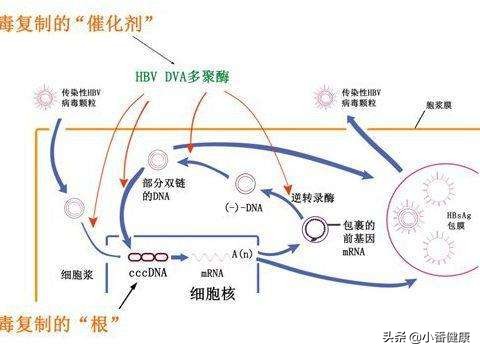 乙肝小三阳抗病毒标准及最佳时间,乙肝小三阳要注意哪些饮食