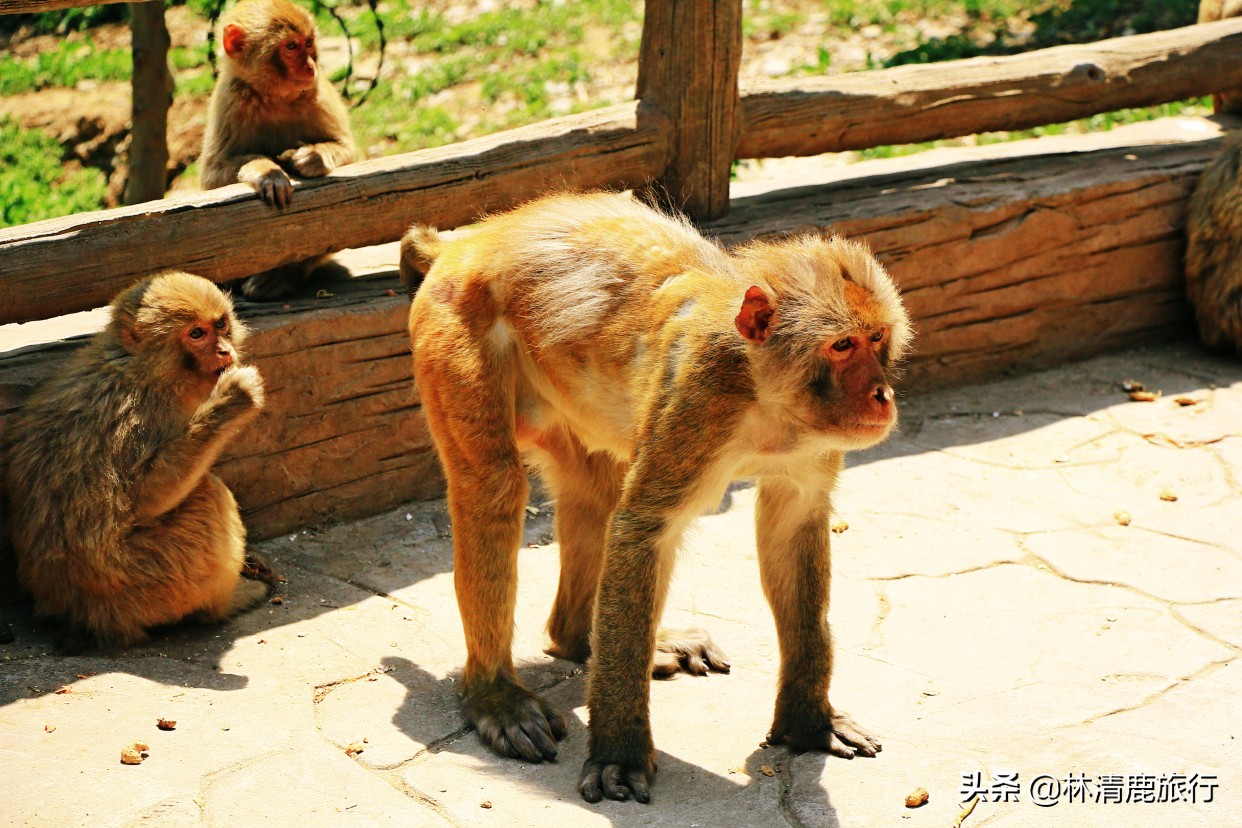 郑州周边最凉爽的避暑胜地是哪里,郑州周边的避暑胜地有哪些