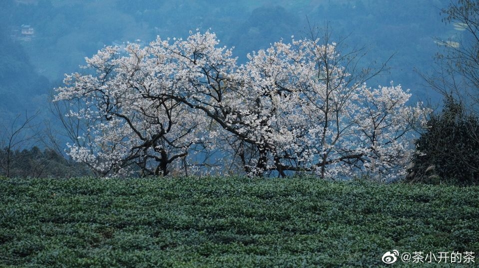 5月18日成都免费游博物馆怎么预约,成都周边游玩哪些地方需要预约的