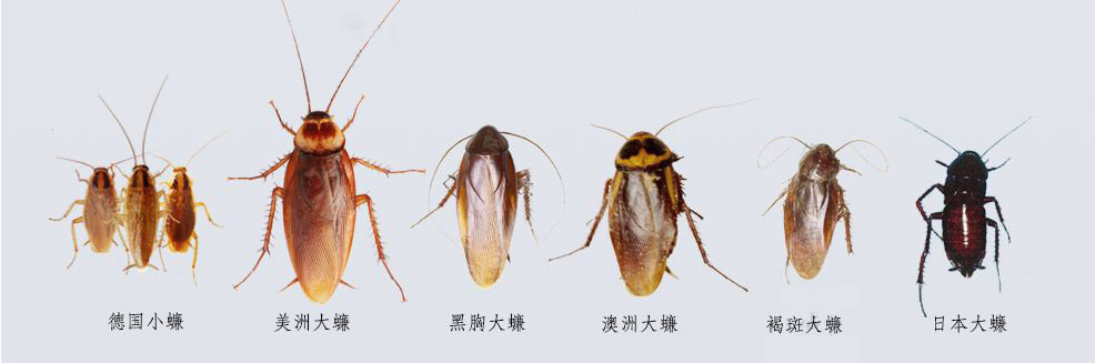 家里有小孩能用蟑螂药灭蟑螂吗,灭蟑螂最好的蟑螂药是哪种