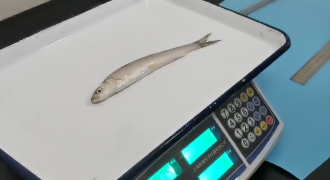 长江十年禁渔期过去了两年！江水中有何变化？再现三大罕见生物