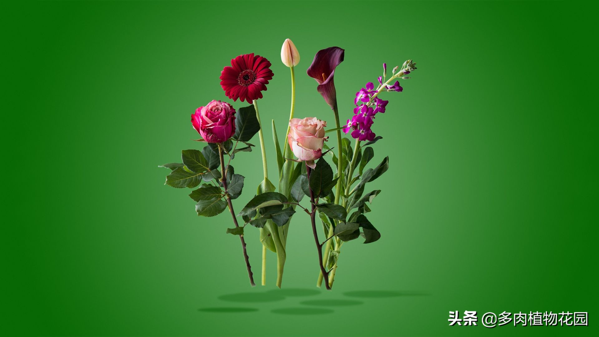 盆栽花卉盐碱化怎么处理,盆栽花怎么排除盐碱害