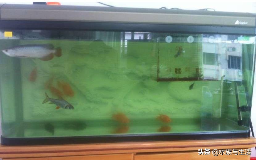 养鱼穷三年草缸毁一生,养鱼新手踩过的六大坑