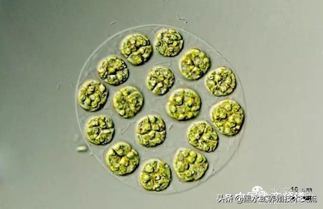 水产藻类大全图片,水产藻类知识大全