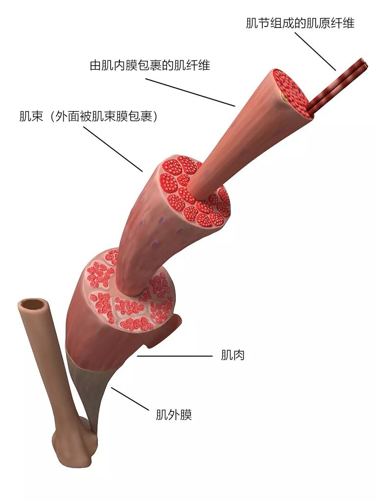 健身如何避免肌肉粘连,健身粘连是什么意思