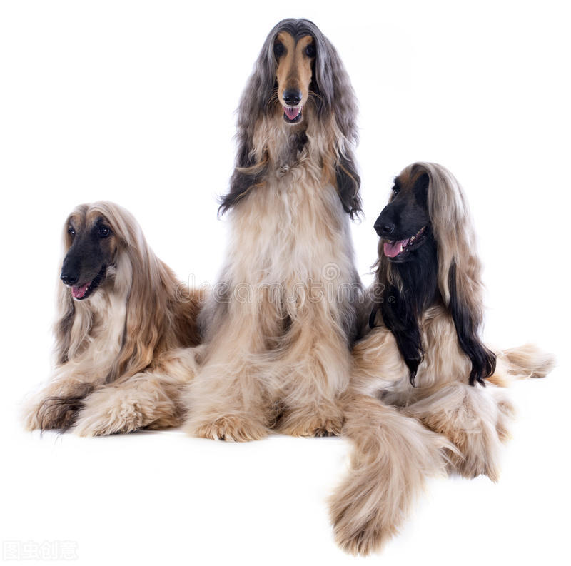东方美犬,东方美狗狗