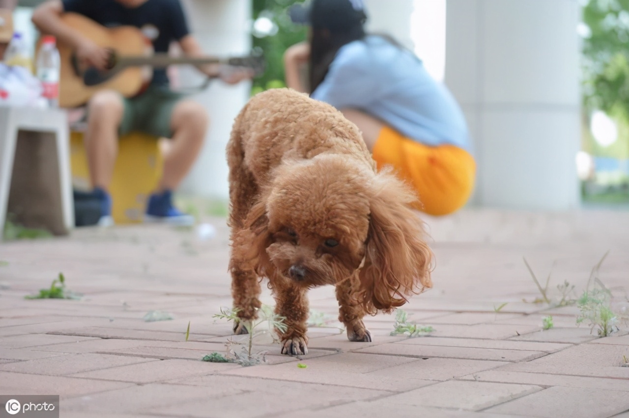 泰迪舔这几个地方是告诉你，有事要发生了