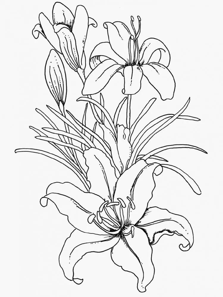 白描花卉线稿初学者,100幅白描花卉图片