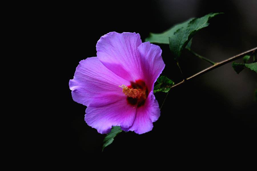 「散文」温柔的坚持|木槿花