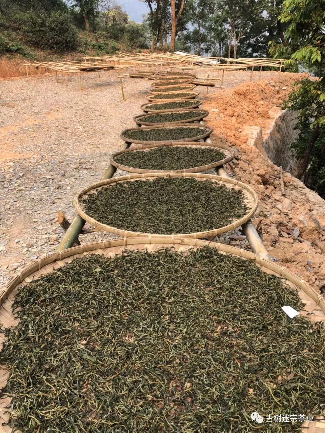 普洱生茶为啥说是绿茶,普洱陈香是真是假