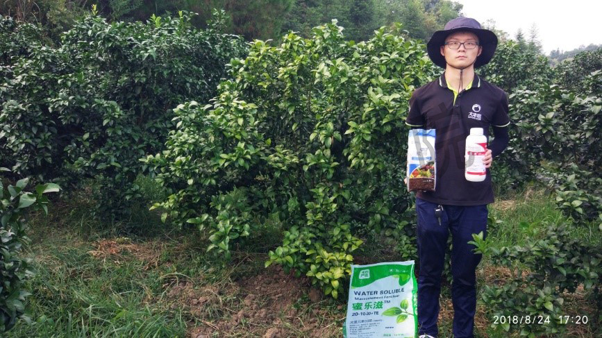 柑橘树浇灌粪水后烂根如何补救,柑橘叶子黄了是什么病