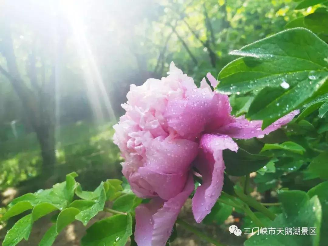 三门峡天鹅湖湿地公园牡丹苑,三门峡天鹅湖牡丹苑赏牡丹
