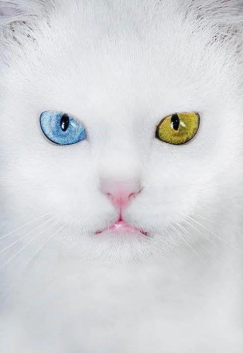 猫眼中好看的猫照片,猫眼猫咪原图