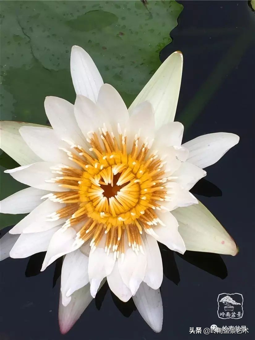 番禺莲花山有什么,莲花山上哪座莲花最多