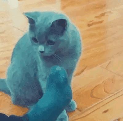 为啥猫咪会吃小猫,为什么有的猫咪吃水果