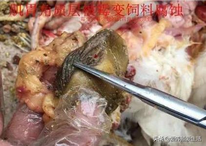养鸡春季霉菌性肠炎,养鸡霉菌最怕的方法
