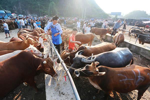 下来的牛犊死了是怎么回事,牛犊刚下来就死亡是什么原因