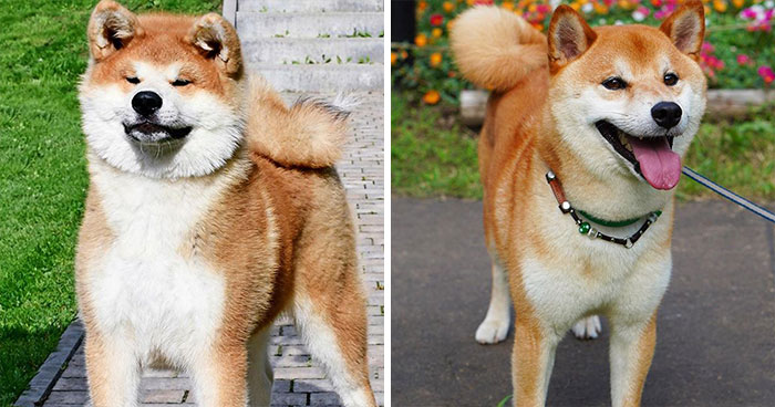 十种常见的犬种,10种常见的犬种