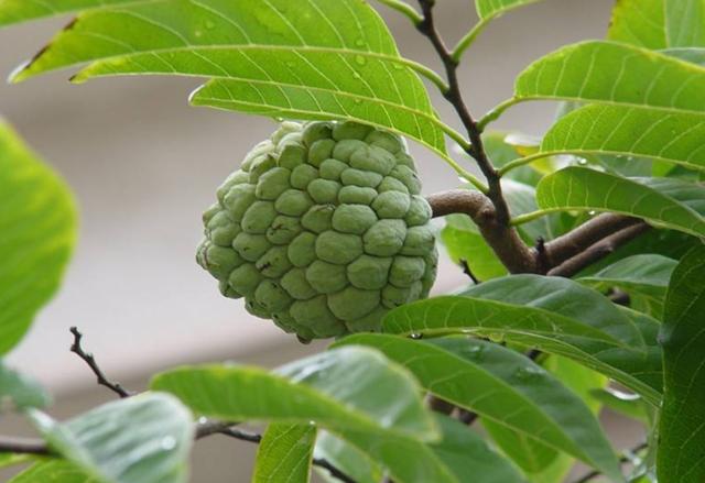 番荔枝外形酷似荔枝，故名“番荔枝”，为热带地区著名水果