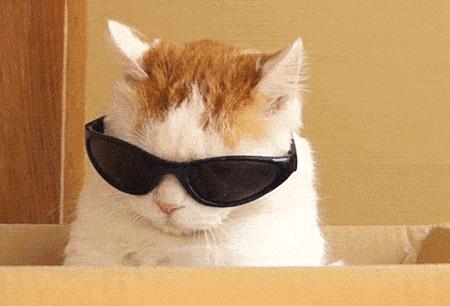 猫薄荷对猫咪有什么危害吗,让猫咪陷入疯狂的猫薄荷