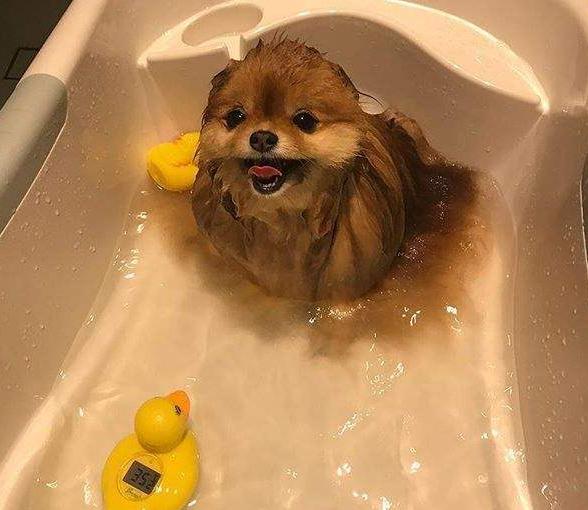俊介博美犬,俊介型博美