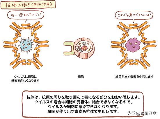 中国新冠疫苗的最新情况,中国新冠灭活疫苗二期临床