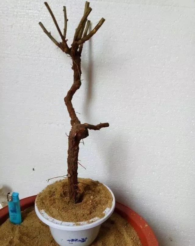 玛瑙柏盆景不绿不发新芽怎么回事,盆景老桩上盆发芽后新芽干枯