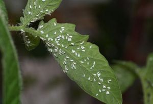 大棚番茄有烟粉虱虫怎么灭,大棚种植西红柿如何预防白粉虱