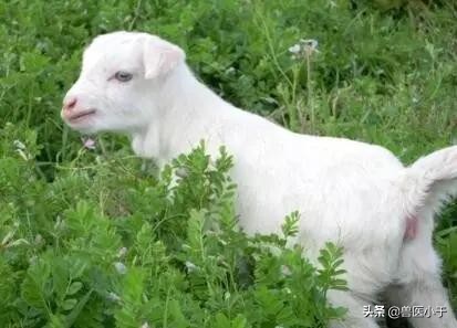 羊得新冠肺炎的症状,羊肺炎怎么防治最好