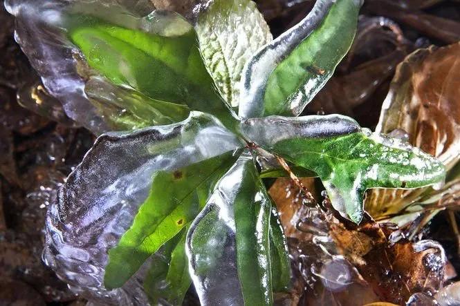 受冻的植物应当怎么拯救,植物受冻后僵苗了怎么办