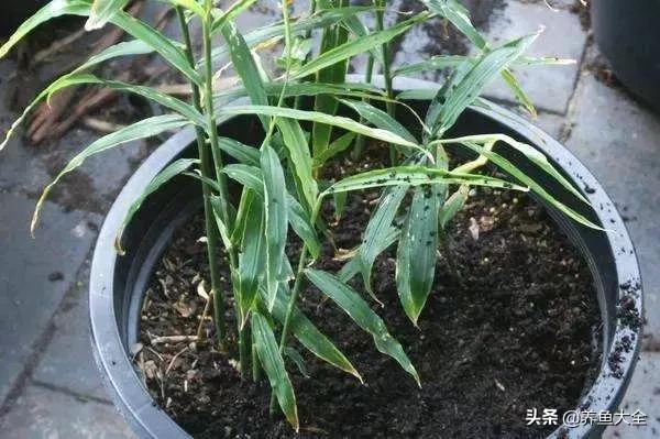 花盆里埋一块生姜，3个月长出小姜崽，1盆结2斤吃不完