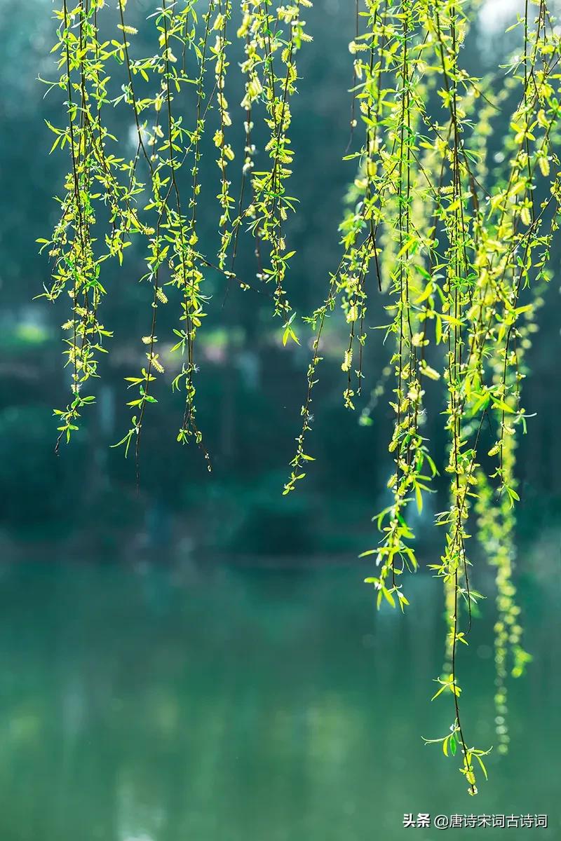 垂柳青青春意浓,杨柳依然春意浓