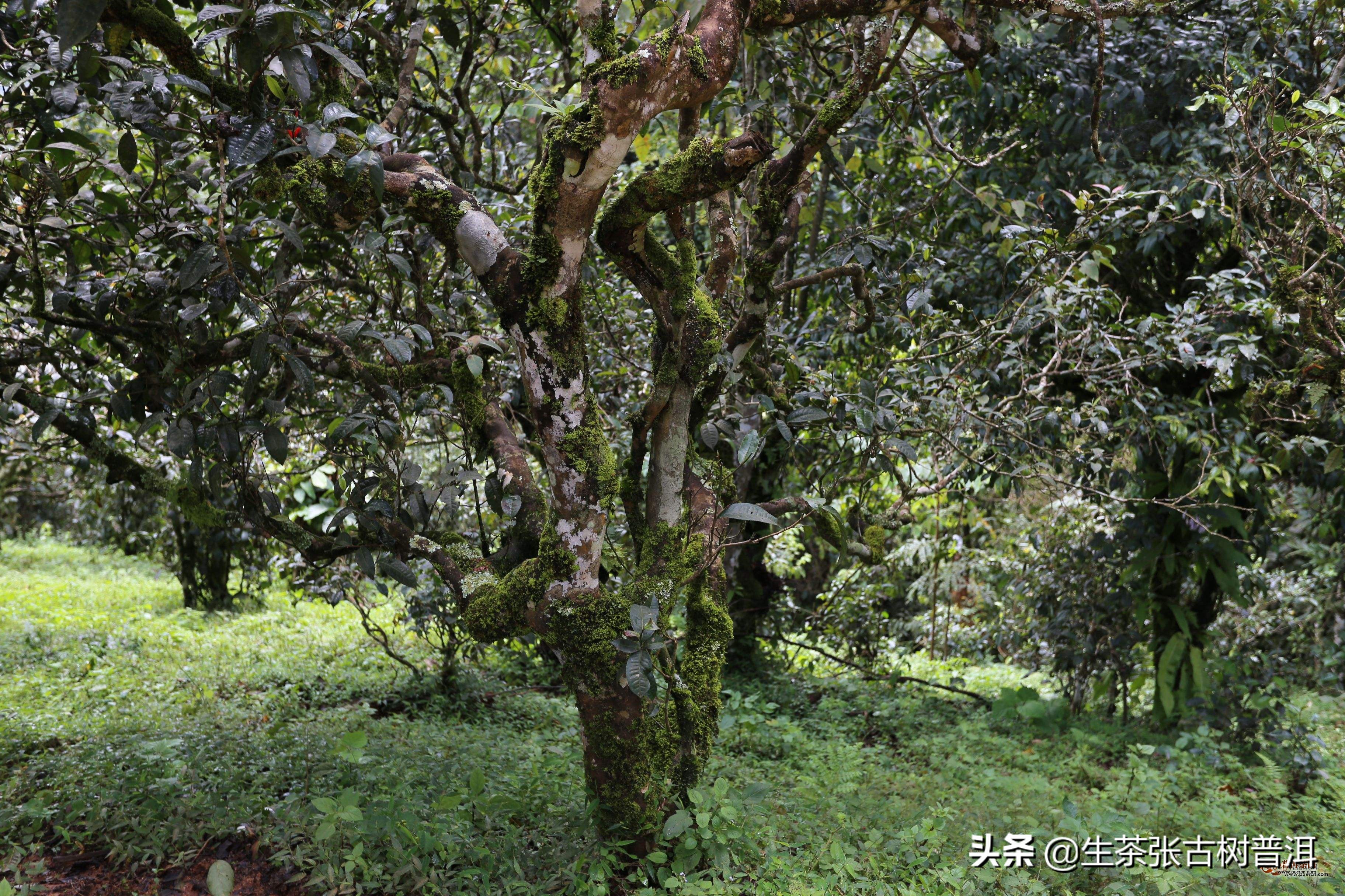 怎么样区分冰岛普洱生茶价格,冰岛跟普通普洱茶的区别