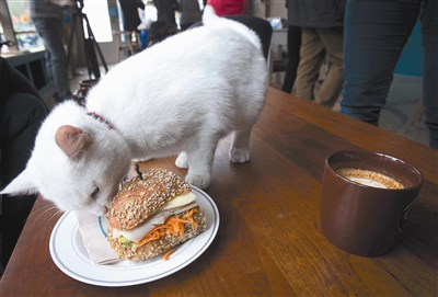 猫咪的便便有点湿软是什么原因,猫咪软便拉稀怎么办