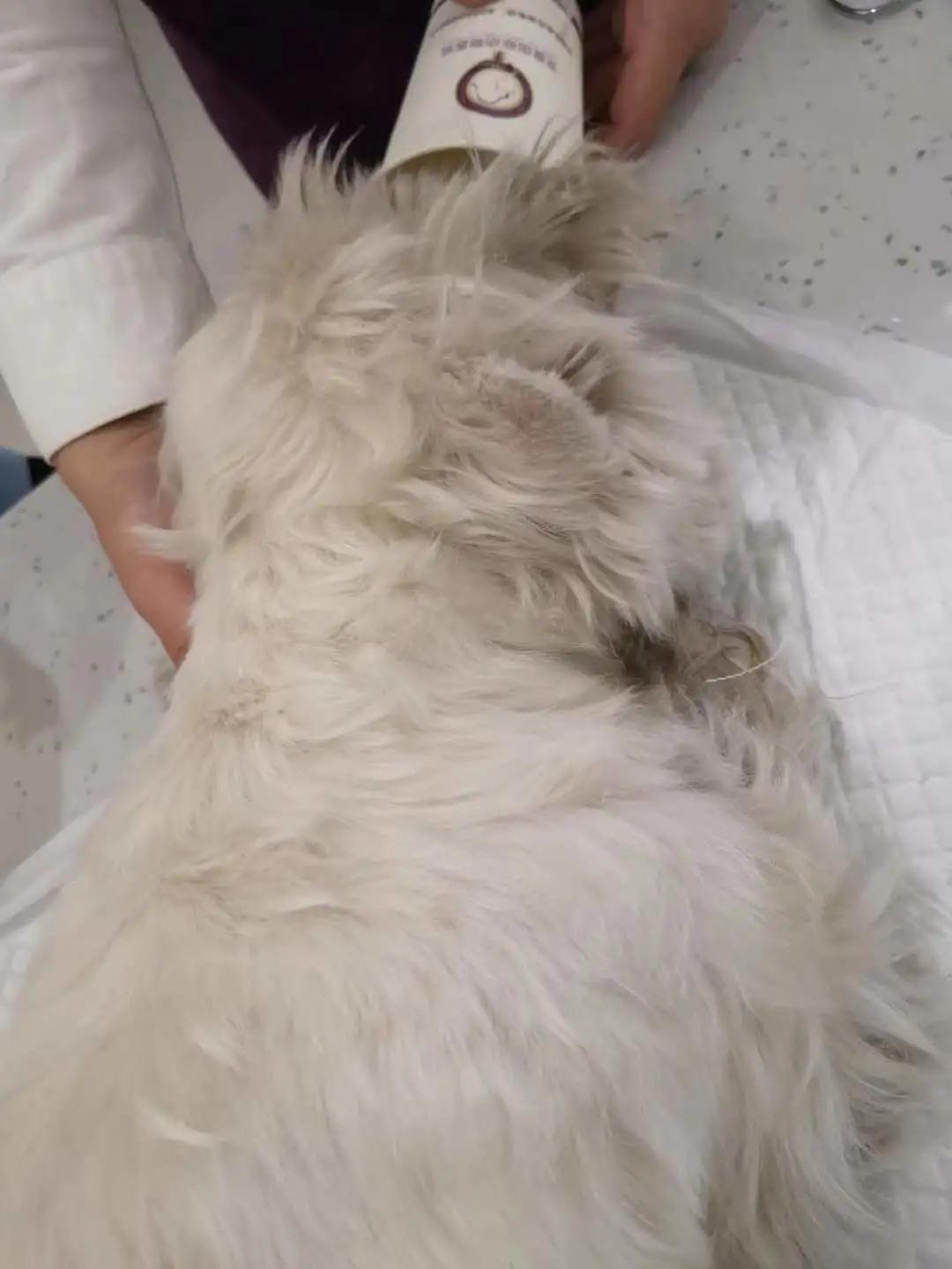如果狗身上有虱子应当怎么办,如果狗狗身上有虫子怎么办