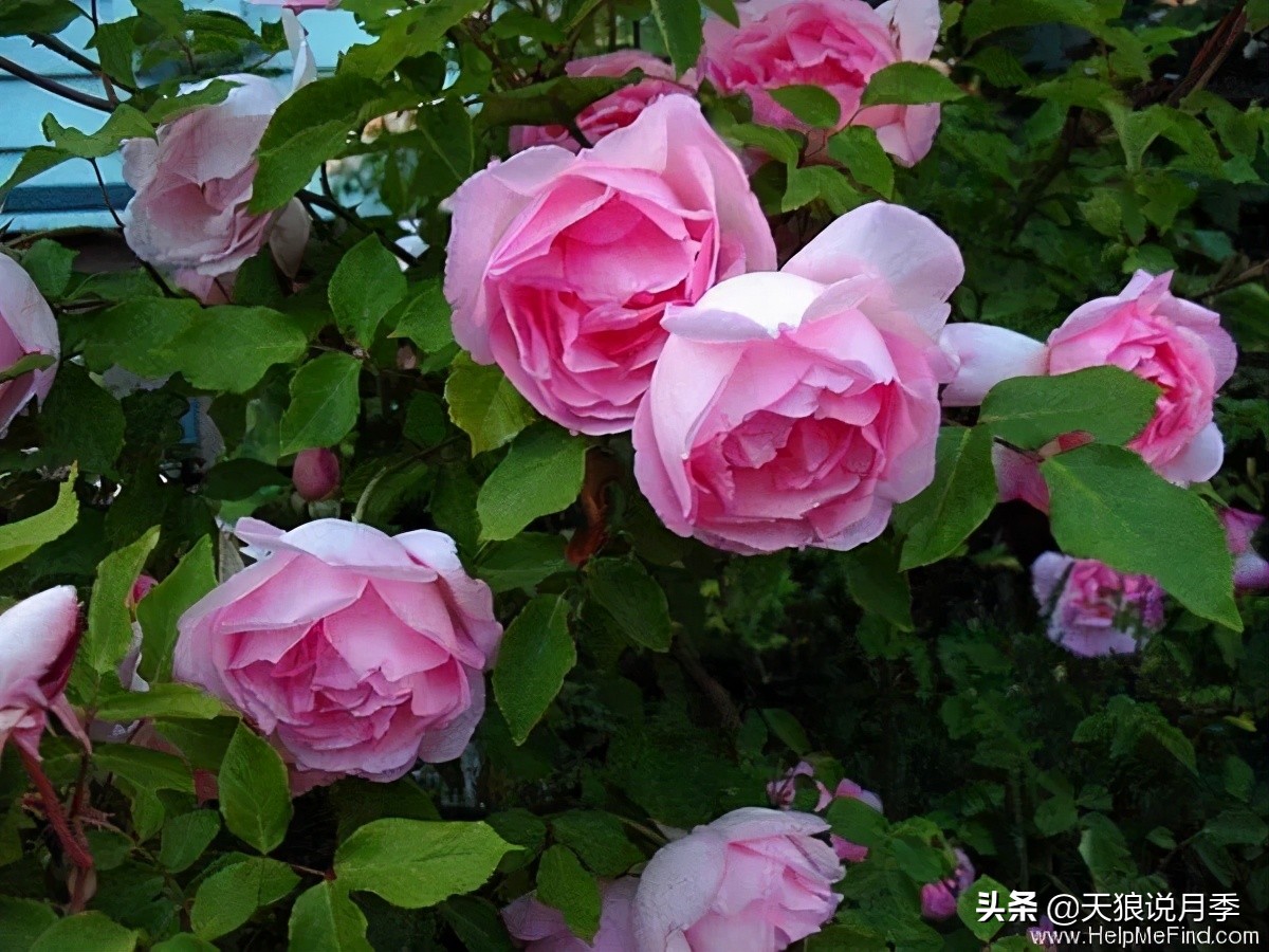 传家宝月季,月季传家宝紫色