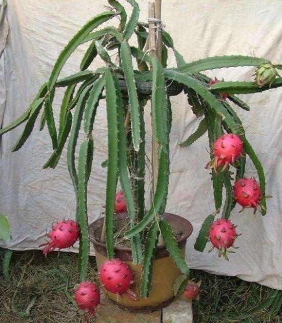 火龙果仙人球盆栽烂根怎么处理,火龙果烂根最佳解决方法