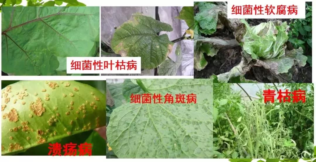 巴斯夫锐收果香杀菌剂作用,农药杀菌剂分类与杀菌作用