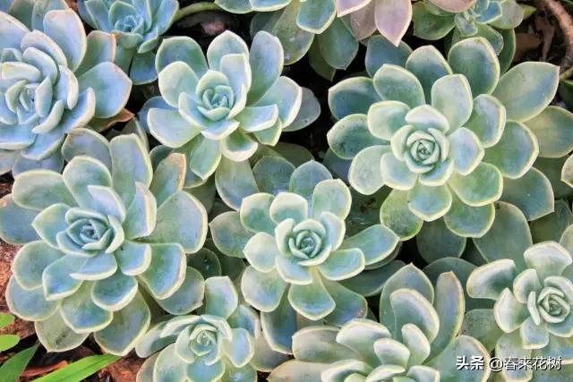 这几种植物越养越值钱,这几种花你养过吗