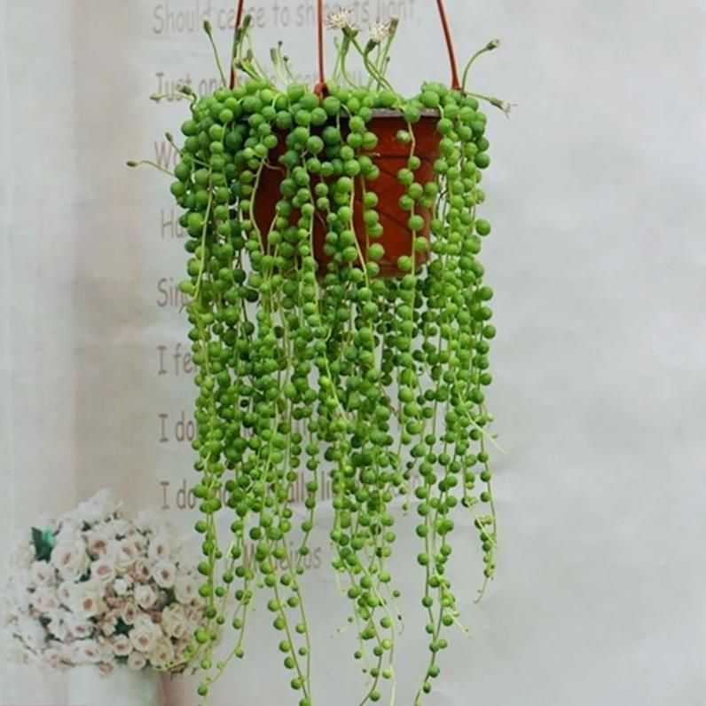 18种院子好看的花儿,18种漂亮的花