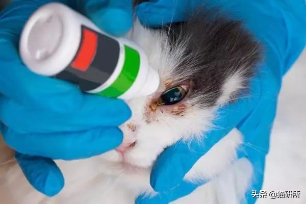猫咪眼睛突然出分泌物还伴有干呕,猫咪眼睛分泌物突然增多怎么回事