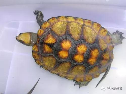 给乌龟干养的正确操作你做对了吗,给乌龟做家的简单办法