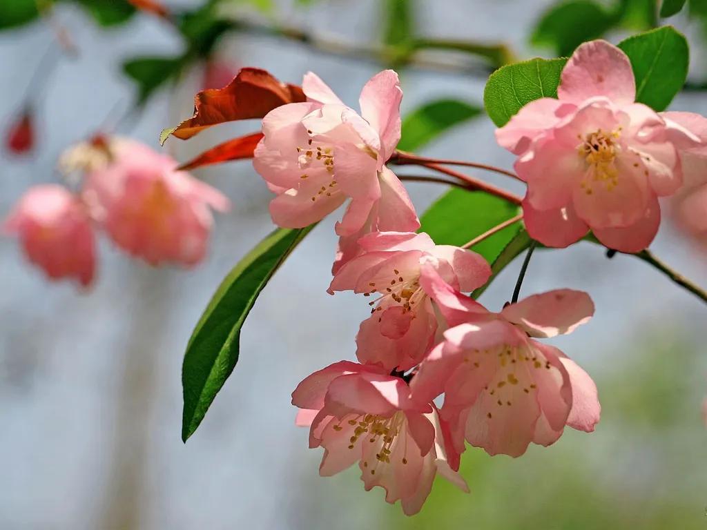 海棠花盆栽病虫害防治,海棠花常见病虫害的防治