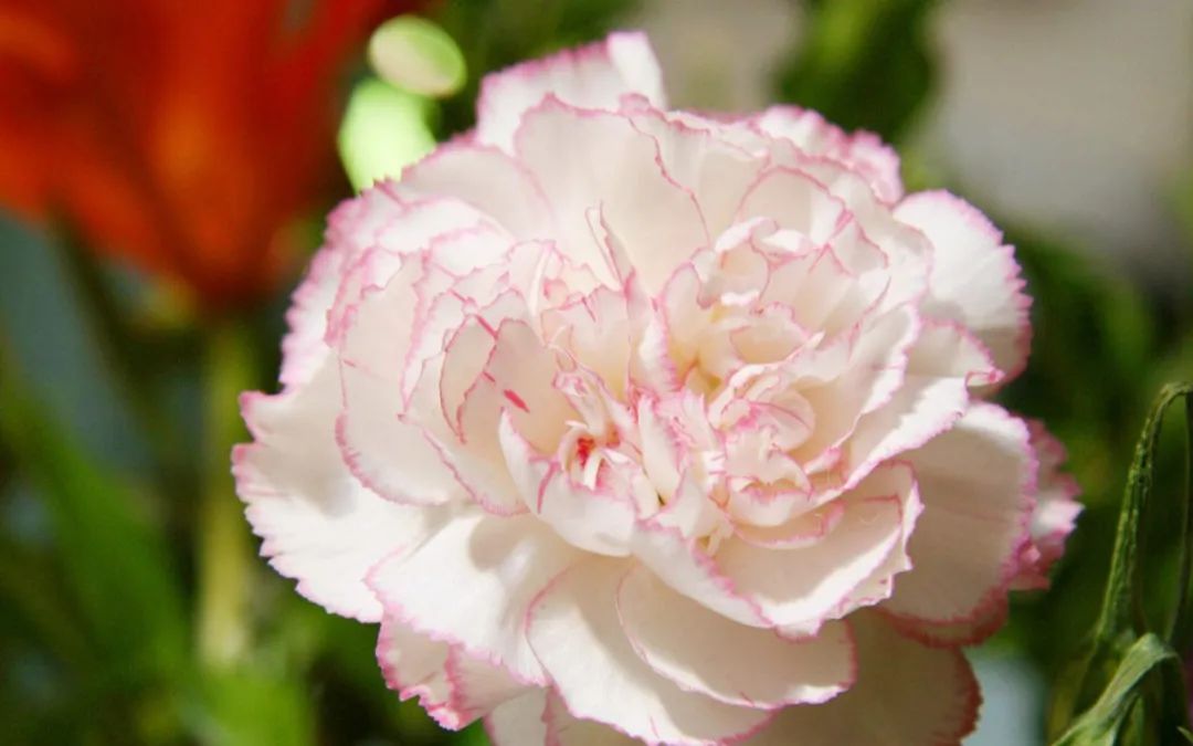 什么花适合扫墓献花,清明节扫墓送什么花比较合适