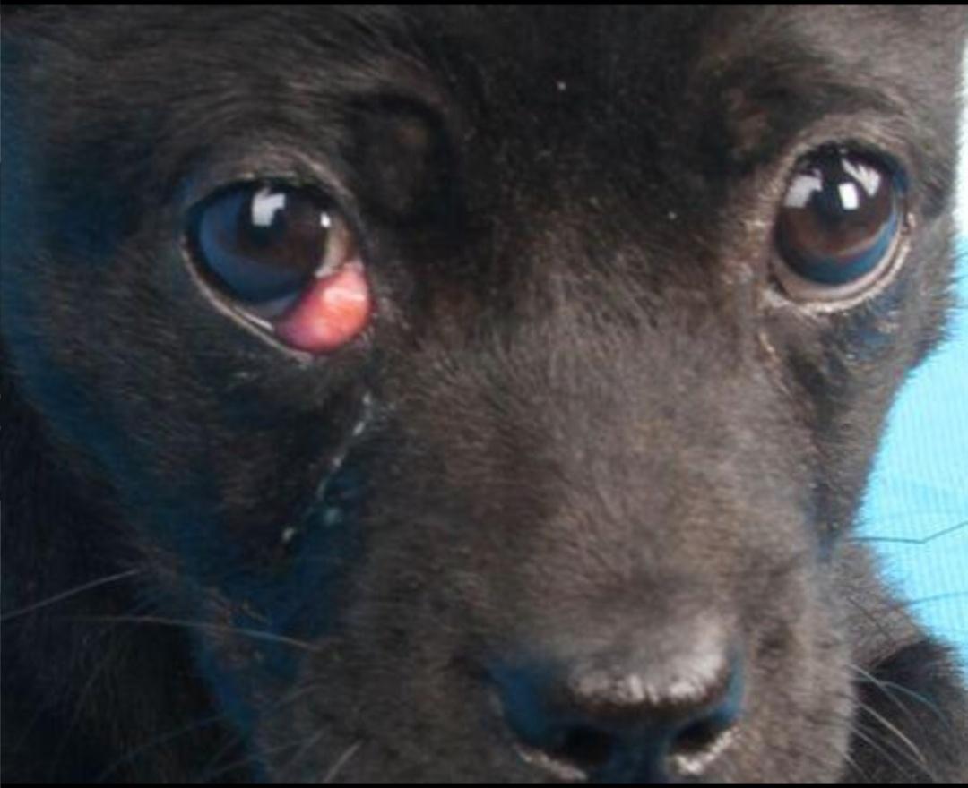 猫狗眼睑内翻矫正手术,猫第三眼睑增生手术费用