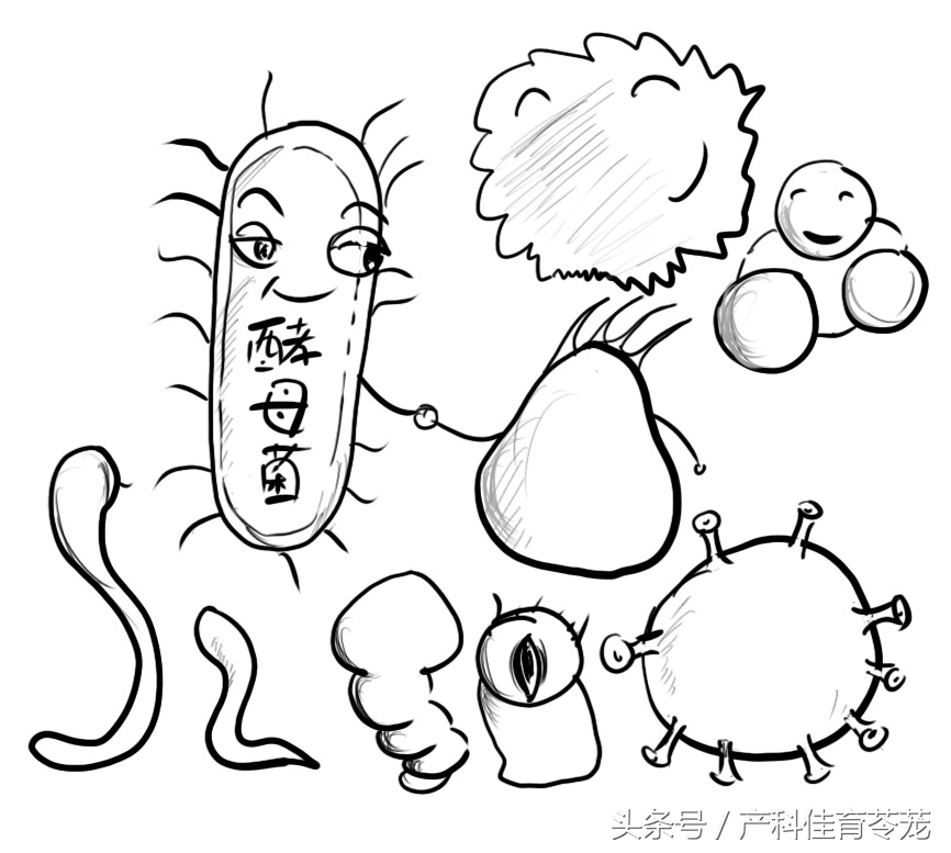 霉菌——外阴瘙痒的罪魁祸首