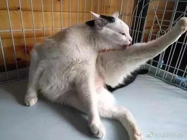 猫谱：因相成名，因名成谱《蓝毛毛找猫》24：猫出有名