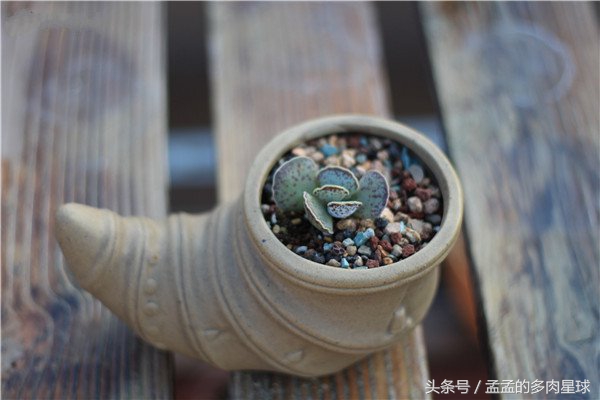 多肉植物长歪了怎么办,多肉植物怎么养才能不长歪