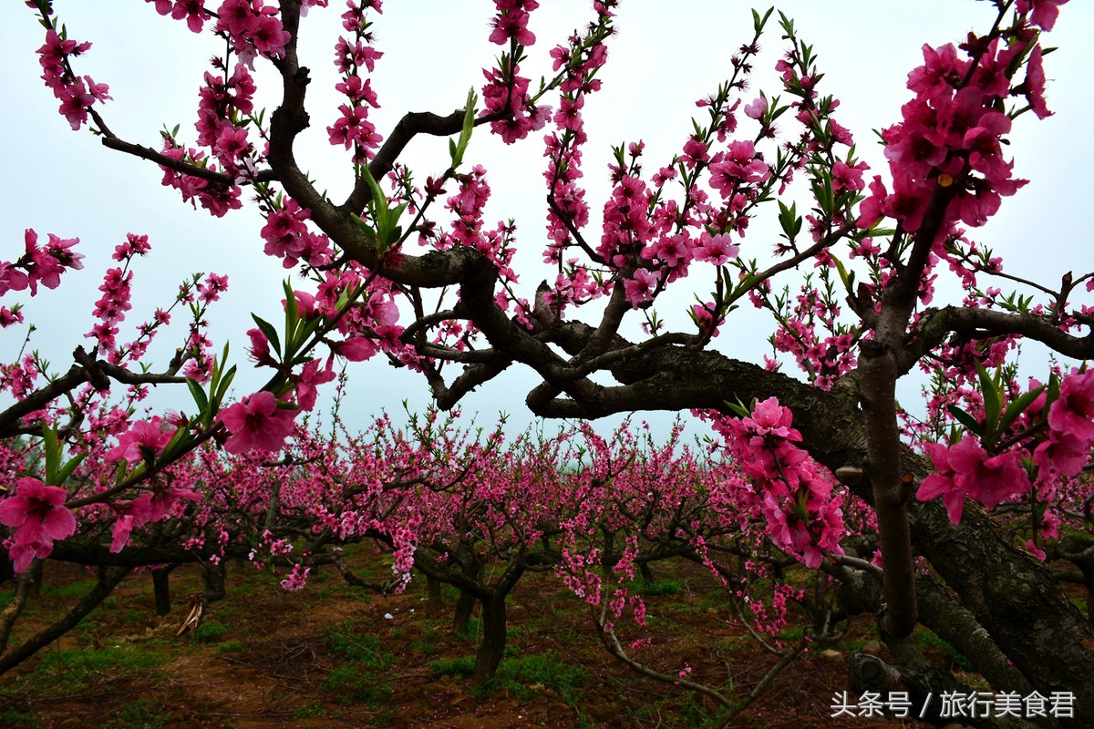 西安十大赏花地,西安雁塔3月赏花地方推荐