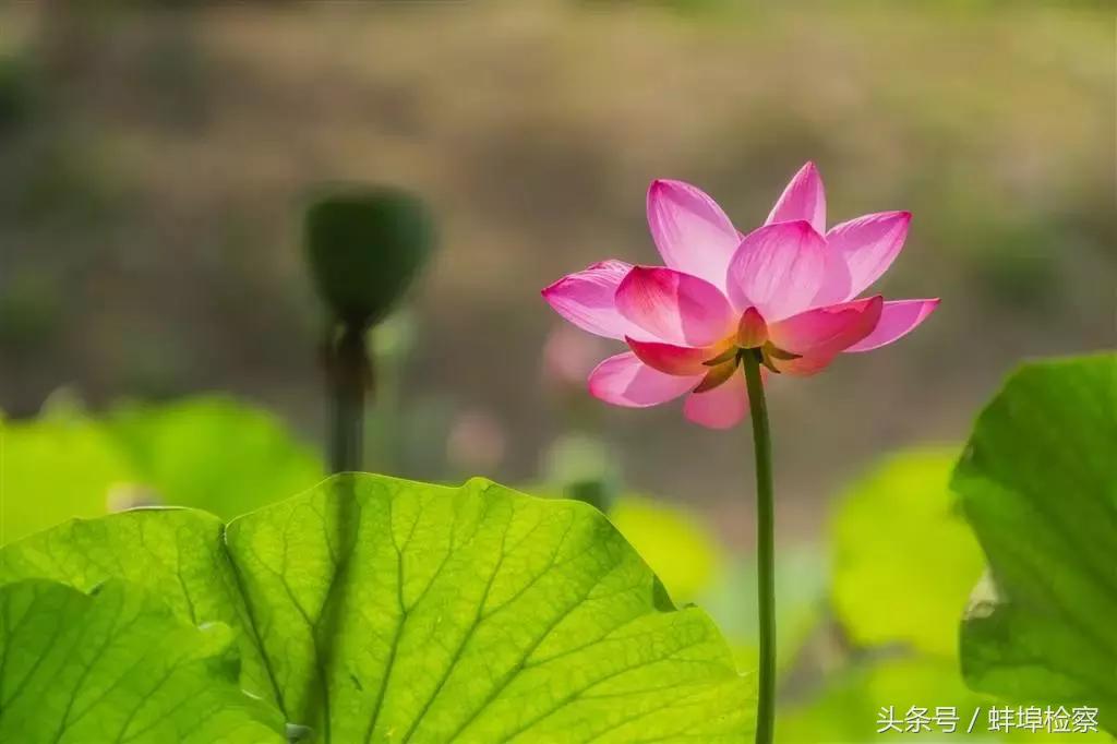 诗词丨你几月出生，就是哪种花，美到极致